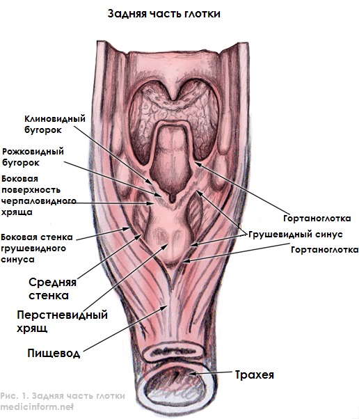 грушевидный синус гортани что это. Смотреть фото грушевидный синус гортани что это. Смотреть картинку грушевидный синус гортани что это. Картинка про грушевидный синус гортани что это. Фото грушевидный синус гортани что это