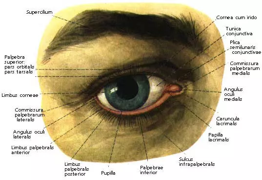 Строение глаза