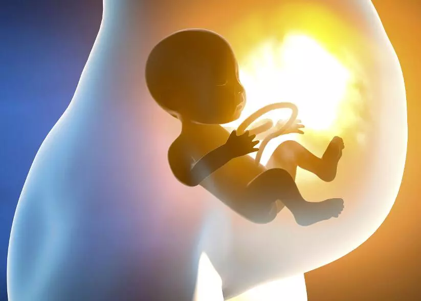 Эмбриональный период развития человека