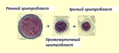 Стадии развития эритробластов