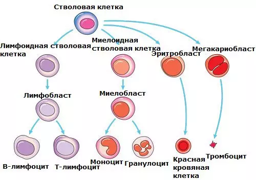 Моноцитарный лейкоз