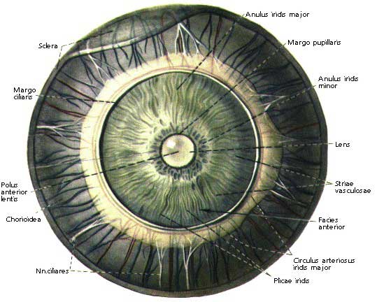 Что находится в центре радужной оболочки