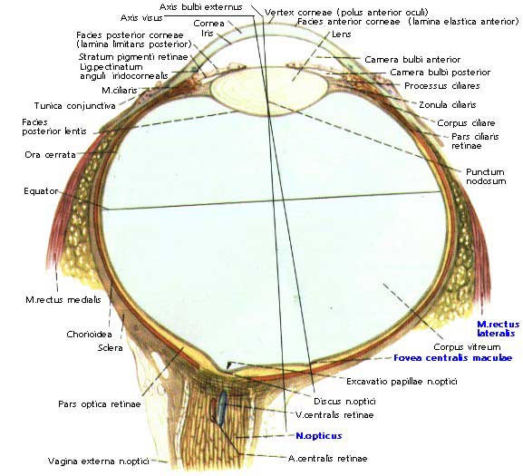 Строение глазного яблока