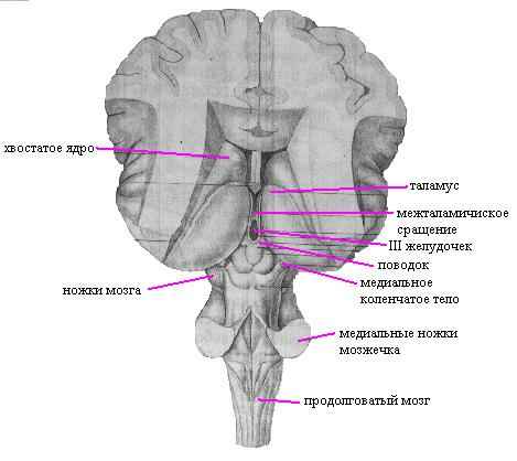 Анатомия промежуточного мозга