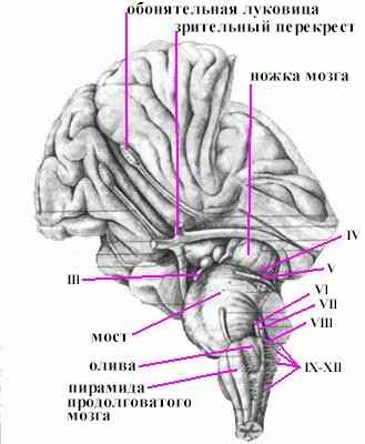 Анатомия продолговатого мозга