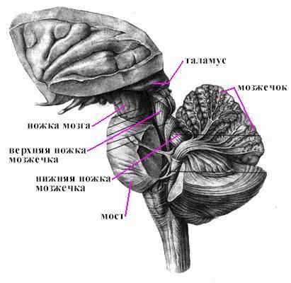 Анатомия заднего мозга