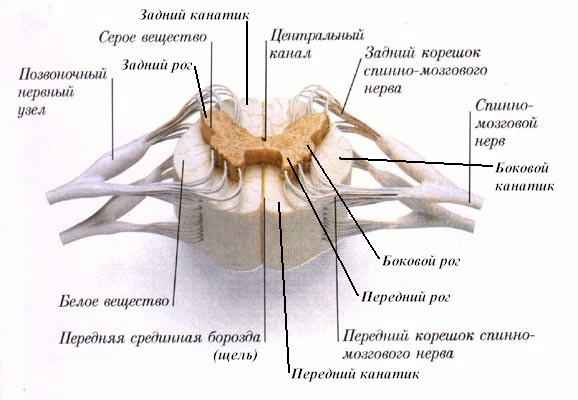 Анатомия спинного мозга