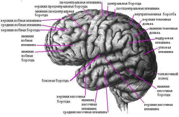 Анатомия конечного мозга
