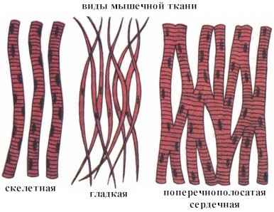 Строение, типы и функции мышц