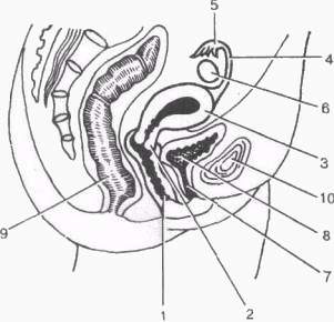 Анатомия женских половых органов