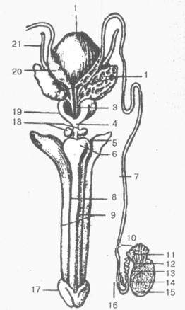 Анатомия мужских половых органов