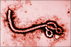 диагностика и лечение лихорадки Эбола