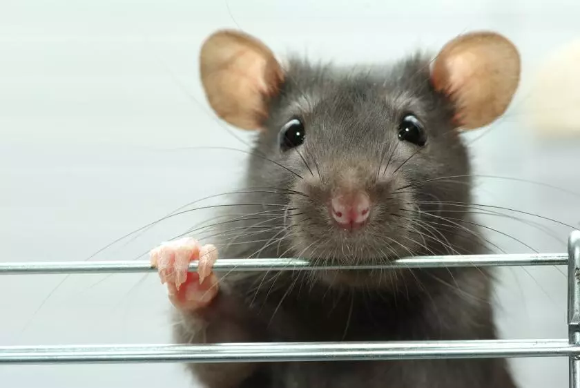Лихорадка от укуса крыс. История возникновения, описание крысиной лихорадки