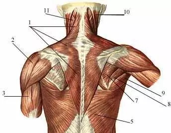 Анатомия мышц спины, поверхностные мышцы спины