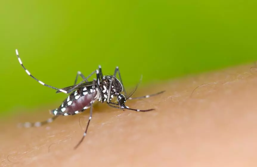 Укус комара, средства от укусов и после укусов комара
