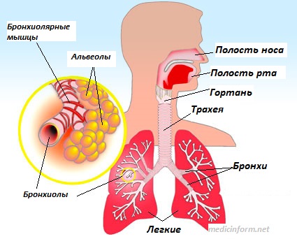 Хронический бронхит Хронический бронхит