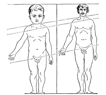 Пропорции центра тяжести у ребенка и взрослого