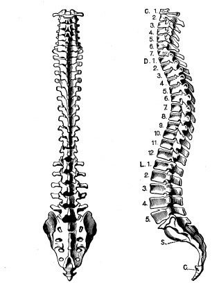 Картинка схемы позвоночника. Позвоночный столб анатомия без подписей. Позвоночный столб анатомия рисунок. Скелет позвоночника вид сбоку. Позвоночник вид сзади.