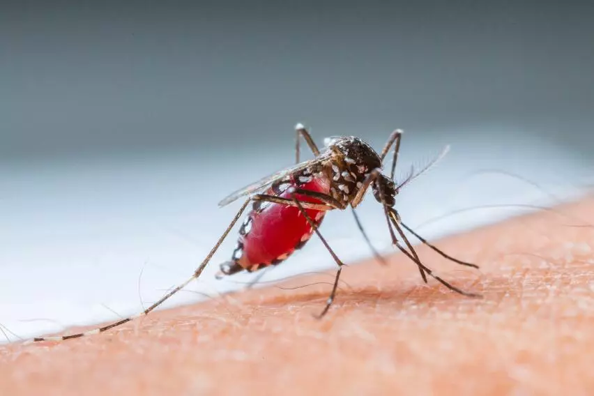 Комары и осы: опасность паралича и инфаркта после укуса насекомых