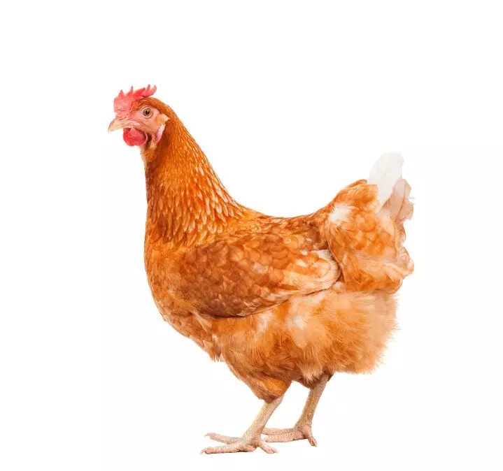 Можно ли заразиться птичьим гриппом, употребляя яйца и мясо птицы?