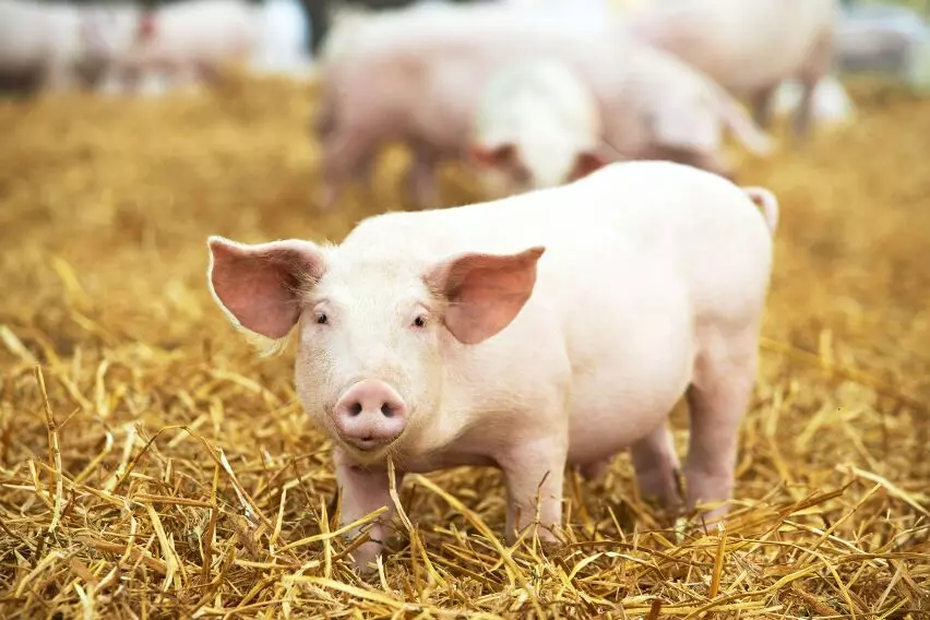 В США впервые удачно пересадили почку свиньи человеку